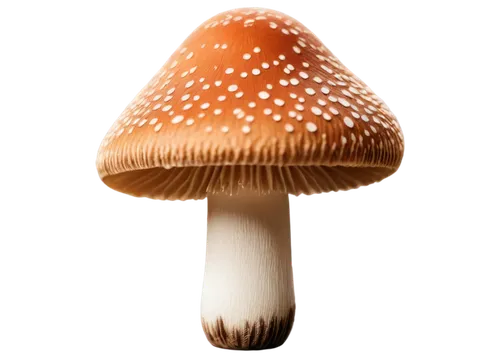 amanita,milkcap,conocybe,forest mushroom,mushroom type,clitocybe,mushroom landscape,mushroom,basidiomycete,basidiomycota,yoshitake,pluteus,inocybe,agaric,mycena,psilocybe,hygrocybe,psilocybin,small mushroom,cubensis,Photography,Fashion Photography,Fashion Photography 18