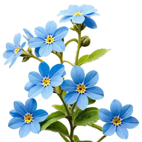 blue daisies,blu flower,blue flowers,blue flower,blue petals,blue anemone,flower background,flowers png,myosotis,flower wallpaper,blue anemones,starflower,dayflower,blue chrysanthemum,forget me nots,wood daisy background,forget me not,flower illustrative,anemone blanda,mountain bluets,Illustration,Abstract Fantasy,Abstract Fantasy 08