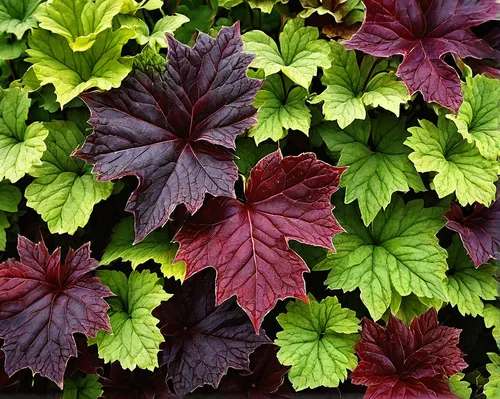 Imagine a mysterious story where heuchera leaves possess magical powers.,heuchera,bicolor leaves,red foliage,leaf border,maple foliage,foliage leaves,colorful leaves,red leaves,red leaf lettuce,fall l