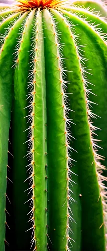 aloe,aloe vera,aloe barbadensis,aloe polyphylla,cactus digital background,cactus,san pedro cactus,coral aloe,prickly,spines,fishbone cactus,barrel cactus,torch aloe,peniocereus,desert plant,sonoran desert,agave,organ pipe cactus,dutchman's-pipe cactus,cacti,Illustration,Black and White,Black and White 05