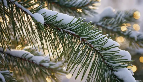 fir-tree branches,fir branches,fir needles,snow in pine tree,snow in pine trees,fir tree decorations,canadian fir,balsam fir,nordmann fir,fir branch,colorado spruce,christmas snowy background,pine needles,spruce needles,fir trees,blue spruce,coniferous,pine branches,evergreen trees,spruce-fir forest