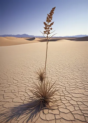 desert plant,arid,desertification,arid land,desert plants,arid landscape,dried plant,desert rose,dry grass,desert flower,dry flower,mesquite flats,argentina desert,monocotyledon,non-vascular land plant,the dry season,namib rand,desert desert landscape,desert background,oil-related plant,Conceptual Art,Daily,Daily 27