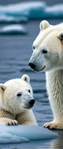 polar bears,polar bear children,ice bears,arctic ocean,seals,seal hunting,polar,polar bear,arctic antarctica,icebear,marine mammals,arctic,sea ice,arctic birds,sea mammals,young polar bear,antartica,ice bear,cute animals,antarctic,Illustration,Black and White,Black and White 14