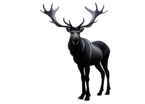 glowing antlers,kudu,antler velvet,antlered,derivable,buck antlers,cervus,blitzen,kudu buck,stag,windigo,male deer,odocoileus,venado,wendigo,christmas deer,deer illustration,antlers,cervus elaphus,deer bull,Photography,Fashion Photography,Fashion Photography 09