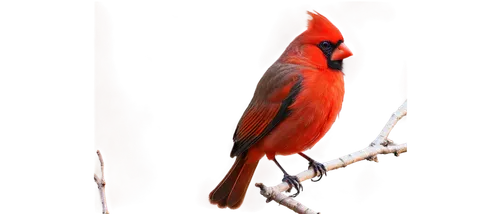 Male cardinal, vibrant red plumage, distinctive crest, black mask, bright orange beak, perched on branch, looking straight ahead, detailed feathers, soft morning light, shallow depth of field, 3/4 com