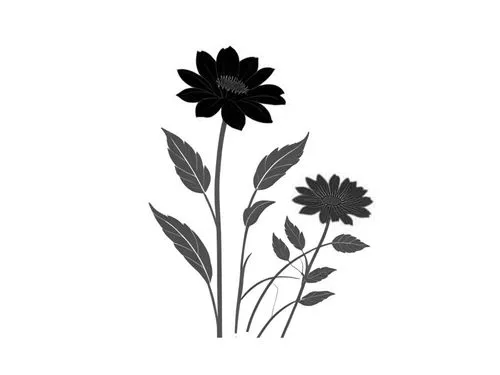 centaurea,flowers png,minimalist flowers,black salsify,black and dandelion,retro flower silhouette,Design Sketch,Design Sketch,Rough Outline