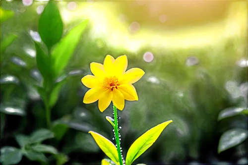 yellow flower,small sun flower,coreopsis,flower background,yellow petals,flower wallpaper,yellow petal,yellow bell flower,yellow bell,yellow calendula flower,rudbeckia,yellow cosmos,black-eyed susanne,erdsonne flower,yellow flowers,single flower,yellow rose background,wood daisy background,flower in sunset,rudbeckia nidita,Unique,3D,Garage Kits