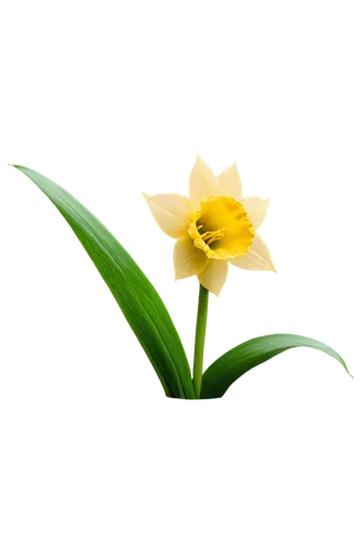 flowers png,daffodil,the trumpet daffodil,lotus png,turkestan tulip,daffodils,yellow daffodil,jonquils,jonquil,flower background,easter lilies,daf daffodil,yellow bell flower,bicolored flower,yellow flower,tulipa,single flower,yellow daylily,yellow avalanche lily,lily flower,Illustration,American Style,American Style 01