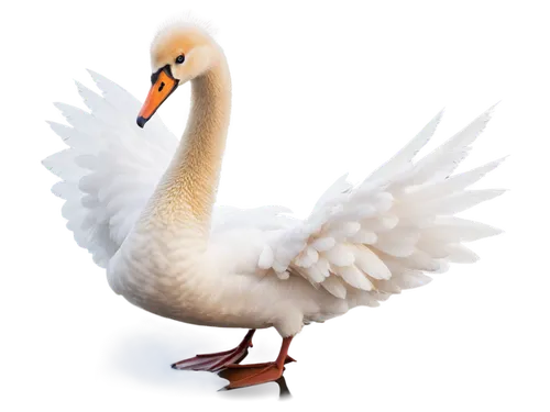 gooseander,rockerduck,lameduck,white swan,ornamental duck,swan,branta,bird png,whitelocke,schwan,peacocke,gwe,swanning,brahminy duck,constellation swan,easter goose,swanee,cayuga duck,snow goose,goose,Art,Classical Oil Painting,Classical Oil Painting 14