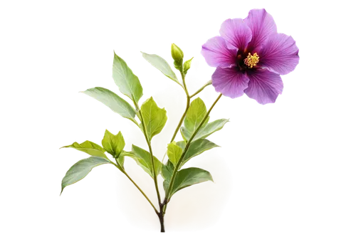 Purple hibiscus flower, solo, macro shot, delicate petals, yellow center, green stem, leaves with veins, subtle shine, soft natural light, warm color tone, 3/4 composition, shallow depth of field, cin