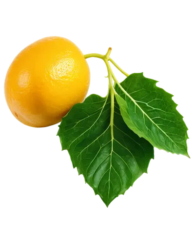 lemon background,lemon wallpaper,green oranges,green tangerine,citrus,defend,defense,kumquat,yellow orange,lemon tree,defence,asian green oranges,citrus fruit,tangerines,juicy citrus,orange yellow fruit,satsuma,citrus plant,orange fruit,oranges,Photography,Black and white photography,Black and White Photography 05