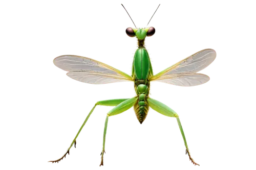 mantidae,mantis,insect,membrane-winged insect,halictidae,grasshopper,praying mantis,northern praying mantis (martial art),patrol,jiminy cricket,locust,elapidae,cricket-like insect,katydid,cyprinidae,eumenidae,gekkonidae,varanidae,limulidae,chrysops,Illustration,Retro,Retro 22