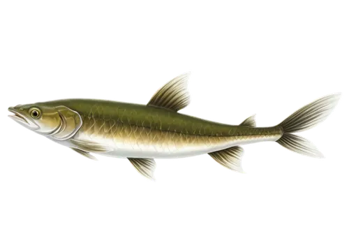 mosquitofish,muskellunge,rapala,stickleback,freshwater fish,etheostoma,walleyes,oncorhynchus,sticklebacks,walleye,kokanee,alewives,pikeminnow,topminnow,razorfish,fjord trout,hydrilla,cyprinus,smolt,micropterus,Conceptual Art,Daily,Daily 35