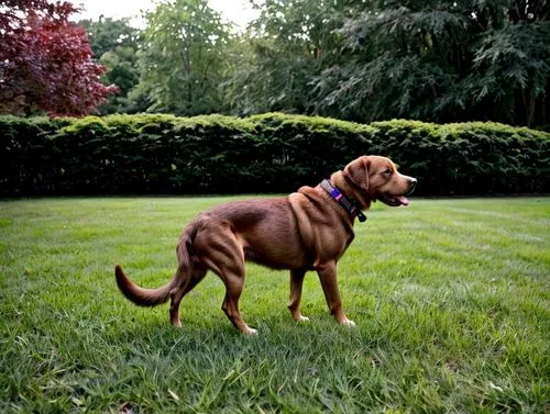 redbone coonhound,rhodesian ridgeback,vizla,vizsla,chesapeake bay retriever,wirehaired vizsla,dogue de bordeaux,hunting dog,hanover hound,scent hound,dog-photography,coonhound,brown dog,bracco italiano,portuguese pointer,dog photography,bloodhound,outdoor dog,pudelpointer,english coonhound