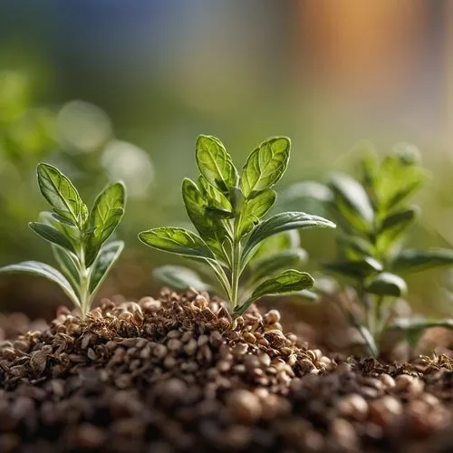 herbs macro shot,three sprouts of green plants growing from the ground,seedlings,stevia,arabidopsis,small plants,oregano,garden herbs,Photography,General,Commercial