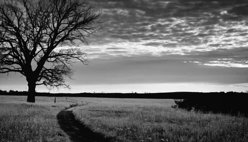 lone tree,copse,isolated tree,monochrome photography,black landscape,andreas cross,old tree silhouette,black oak,evening,evening atmosphere,linden,meadow rues,path,solitude,nocturnes,the path,tree thoughtless,of trees,black and white photo,rural landscape,Illustration,Black and White,Black and White 33