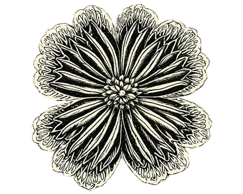 chrysanthemum background,celestial chrysanthemum,chrysanthemum,flowers png,the white chrysanthemum,white chrysanthemum,decorative flower,retro flower silhouette,flower illustration,garland chrysanthemum,flower drawing,chrysanthemum flowers,star anemone,siberian chrysanthemum,floral ornament,chrysanthemum grandiflorum,bicolored flower,flower line art,garden chrysanthemum,flower design,Illustration,Retro,Retro 24