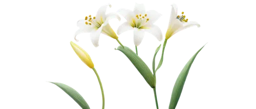 tulip background,flowers png,jonquils,easter lilies,tulip white,flower background,tulipa,flower wallpaper,white tulips,lilies of the valley,imbolc,madonna lily,tulip flowers,spring leaf background,garden star of bethlehem,floral digital background,daffodils,star of bethlehem,lily of the valley,daff,Illustration,Realistic Fantasy,Realistic Fantasy 31