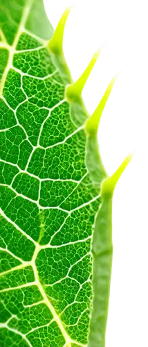 leaf background,photosynthetic,leaf structure,diagram of photosynthesis,chlorophyll,leaf veins,photosynthesis,grape leaf,spring leaf background,green electricity,tropical leaf,leaf macro,aaaa,chloroplast,green leaf,tree leaf,plant veins,fan leaf,leaf green,mape leaf,Conceptual Art,Fantasy,Fantasy 20