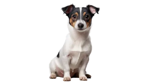 Black and white Jack Russell terrier, small breed dog, fluffy coat, erect ears, big brown eyes, cute nose, sitting position, front paws together, curly tail, detailed fur texture, soft focus backgroun