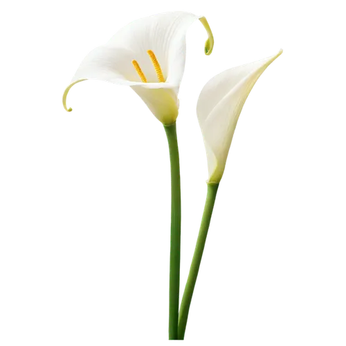 easter lilies,calla lily,flowers png,tulip background,white lily,zantedeschia,calla lilies,madonna lily,tulip white,lily of the valley,flower wallpaper,white trumpet lily,lily flower,flower background,white flower,lilies of the valley,jonquils,peace lilies,calla,lily of the field,Illustration,Vector,Vector 12