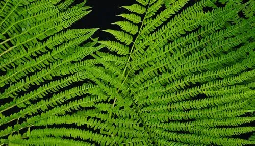 ostrich fern,fern plant,fern leaf,ferns,fern fronds,ferns and horsetails,tree ferns,leaf fern,fern,tropical leaf pattern,tropical leaf,green wallpaper,leucaena,frond,jungle leaf,green leaves,fishtail palm,young frond,jungle drum leaves,leaf green,Photography,General,Realistic