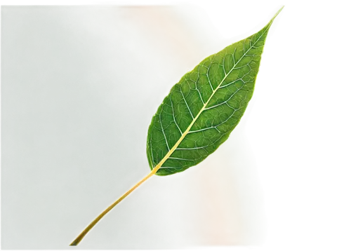 walnut leaf,bay-leaf,custody leaf,foliage leaf,mape leaf,chestnut leaf,fan leaf,round leaved liverleaf,bay leaf,magnolia leaf,dry leaf,mammoth leaf,leaf,beech leaf,fig leaf,slippery elm,young leaf,leaf branch,tree leaf,green leaf,Photography,Fashion Photography,Fashion Photography 14