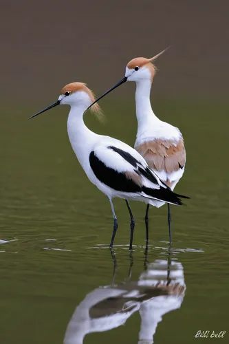 avocets,pied avocets,small wading birds,avocet,gujarat birds,white storks,pied avocet,pied avocet wading,shorebirds resting,common stilt,black-winged stilt,fujian white crane,water birds,cattle egret,crested terns,herons,wading bird,rattle stork,white bellied,rallidae,Conceptual Art,Daily,Daily 28