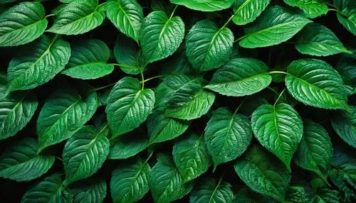 pachysandra,green foliage,green leaves,green wallpaper,mandarin leaves,leaves,bicolor leaves,foliage leaves,maranta,foliage,variegata,thai basil,psychotria,foliage leaf,tropical leaf pattern,schefflera,dark green plant,tobacco leaves,green plant,green plants,Photography,Artistic Photography,Artistic Photography 11