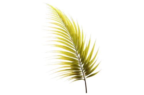 feather bristle grass,spikelet,spikelets,palm tree vector,elymus,palm leaf,cyperus,cycas,palm sunday,grass fronds,echinochloa,dandelion background,garbarnia,fern leaf,spring leaf background,sweet grass plant,pennisetum,pine needle,fishtail palm,sedges,Illustration,Vector,Vector 08