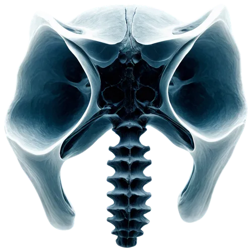 diaphragmatic,sacroiliac,cholangiocarcinoma,hydronephrosis,acetabular,diaphragms,fibroid,psoas,herniation,intrauterine,brainstem,intraperitoneal,prostate cancer,scoliosis,corticospinal,diverticulosis,mediastinum,diaphone,coccyx,pelvic,Illustration,Realistic Fantasy,Realistic Fantasy 32