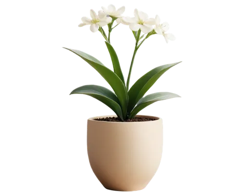 aspidistra,lily of the valley,potted plant,white orchid,peace lily,lily of the desert,coelogyne,flowers png,peace lilies,easter lilies,hostplant,orchidaceae,ikebana,maxillaria,houseplant,flower vase,flowerpot,madonna lily,flower background,angraecum,Photography,Fashion Photography,Fashion Photography 17