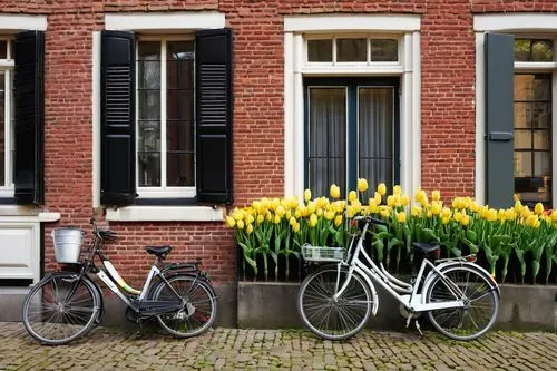 Dutch modern architecture, Netherlands, Amsterdam, canal house, historic district, brick facade, steeply pitched roof, wooden window frames, white shutters, ornate doorways, cobblestone street, bicycl