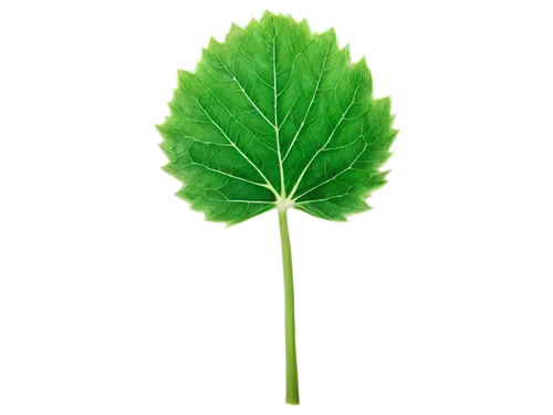 ginkgo leaf,green leaf,patrol,grape leaf,fan leaf,cleanup,four-leaf,leaf vegetable,trumpet leaf,centella,custody leaf,marie leaf,mape leaf,leaf green,spring leaf background,fig leaf,beech leaf,thunberg's fan maple,mint leaf,leaf background,Photography,Black and white photography,Black and White Photography 03