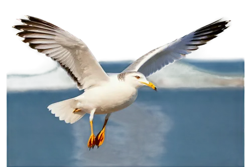 flying tern,indian sea gull,seagull in flight,royal tern,fairy tern,kelp gull in flight,tern bird,pacific gull,tern flying,crested terns,ring-billed gull,sea gull,seagull flying,black-backed gull,american herring gull,tropicbird,tern,seagull,bird in flight,kelp gull,Illustration,Black and White,Black and White 02