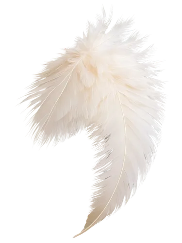 silkie,ostrich feather,swan feather,prince of wales feathers,white feather,chicken feather,feather boa,pigeon feather,feathery,fluffy tail,feathers bird,feather,foxtail,feathered hair,plume,bird feather,feathers,fujian white crane,beak feathers,feather headdress,Illustration,American Style,American Style 12