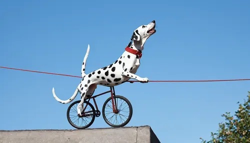 A Dalmation riding a unicycle on a tightrope with a rat balancing on his nose,dalmatian,circus animal,dog agility,flying dog,tour de france,hungarian pointing dog,flying dogs,unicycle,legerhond,dog sp