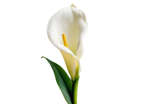 tulip white,tulip background,calla lily,white lily,tulp,tulip,tulipa,white tulips,white flower,tulip blossom,zantedeschia,easter lilies,flower bud,flower wallpaper,madonna lily,white trumpet lily,tulip flowers,calla lilies,jonquils,tulipe,Illustration,Retro,Retro 08