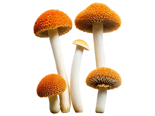 pholiota,conocybe,marasmius,toadstools,mycena,mushroom landscape,mushrooms,coprinus micaceus,forest mushrooms,gymnopilus,coprinellus,agarics,coprinus,russulales,hygrocybe,psilocybin,funguses,basidiomycete,basidiomycetes,inocybe,Photography,Documentary Photography,Documentary Photography 24