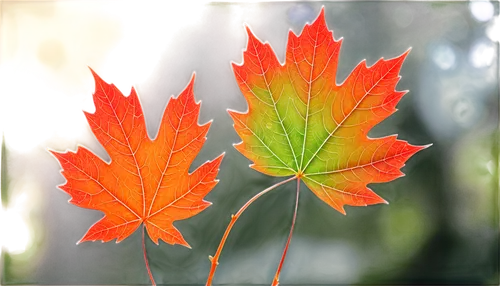 maple leaf red,red maple leaf,acer japonicum,maple leaf,leaf maple,maple leaves,maple leave,maple foliage,yellow maple leaf,leaf background,colored leaves,red leaf,maple bush,red leaves,ash-maple trees,maple seeds,beech leaves,autumn leaf paper,red maple,maple shadow,Art,Artistic Painting,Artistic Painting 44