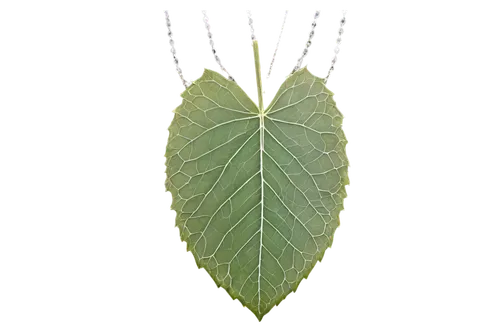 lotus leaf,suspended leaf,mape leaf,custody leaf,mammoth leaf,leaf structure,skeleton leaf,grape leaf,fig leaf,chestnut leaf,tropical leaf,leaf vegetable,ginkgo leaf,fan leaf,walnut leaf,coconut leaf,magnolia leaf,jungle leaf,acorn leaf,tree leaf,Photography,Black and white photography,Black and White Photography 09