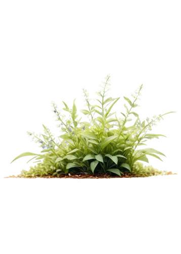 Weed, lush green, delicate leaves, small white flowers, outdoor scene, soft natural light, close-up shot, shallow depth of field, warm color tone, cinematic composition, detailed texture, realistic re