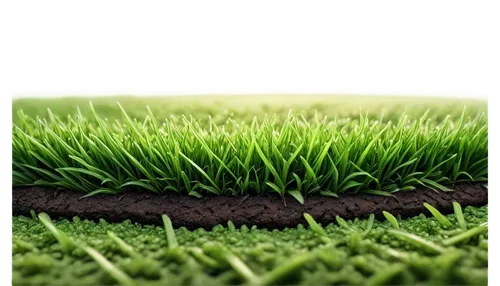 artificial grass,artificial turf,block of grass,quail grass,halm of grass,golf lawn,turf roof,wheat germ grass,green lawn,green grass,golf course grass,grass golf ball,lawn,brick grass,turf,grass blades,lawn aerator,grass,wheatgrass,blade of grass,Art,Classical Oil Painting,Classical Oil Painting 36