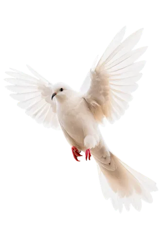 dove of peace,doves of peace,peace dove,white dove,bird png,beautiful dove,dove,collared dove,little corella,doves,white pigeon,short-billed corella,american mourning dove,white pigeons,turtledove,white grey pigeon,doves and pigeons,stock dove,white bird,inca dove,Illustration,Black and White,Black and White 26