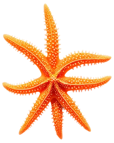 sea star,echinoderm,star anise,starfish,bascetta star,starfishes,star anemone,asteracea,star flower,sea-urchin,magic star flower,star illustration,sea urchin,six-pointed star,nautical star,sunstar,christ star,six pointed star,star-shaped,kriegder star,Art,Artistic Painting,Artistic Painting 23