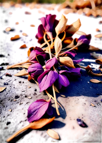 Dead flowers, withered petals, dark purple color, dry stems, scattered on ground, close-up shot, shallow depth of field, warm light, cinematic composition, moody atmosphere, detailed textures.,dried f