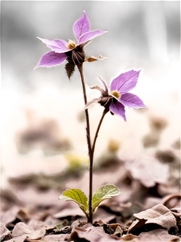 Purple dead nettle, wildflower, wilted petals, dry stem, crumpled leaves, scattered on ground, warm lighting, shallow depth of field, close-up shot, macro photography, natural texture, earthy tone.,pe