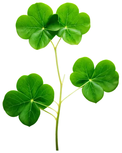 three leaf clover,five-leaf clover,4-leaf clover,four-leaf clover,four leaf clover,clovers,4 leaf clover,shamrock,a four leaf clover,patrol,shamrocks,clover leaves,lucky clover,green wallpaper,pot of gold background,medium clover,maidenhair,saint patrick,spring leaf background,happy st patrick's day,Illustration,Realistic Fantasy,Realistic Fantasy 09