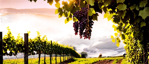 grape plantation,vineyards,wine grapes,vineyard,grape vines,vineyard grapes,grape harvest,grapevines,viticulture,grape vine,grapes icon,wine harvest,wine grape,grapes,fresh grapes,wine growing,table grapes,southern wine route,red grapes,wine region,Conceptual Art,Fantasy,Fantasy 06