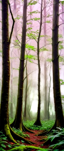 foggy forest,elven forest,beech trees,forest landscape,beech forest,fairy forest,deciduous forest,forest floor,germany forest,forest glade,fairytale forest,fir forest,forest background,mixed forest,green forest,forest of dreams,forest,the forest,enchanted forest,old-growth forest,Art,Artistic Painting,Artistic Painting 45